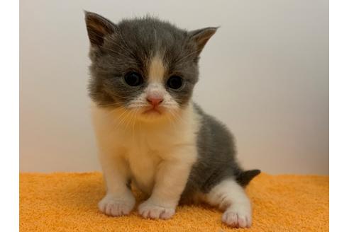 成約済の千葉県のブリティッシュショートヘア-9996の3枚目